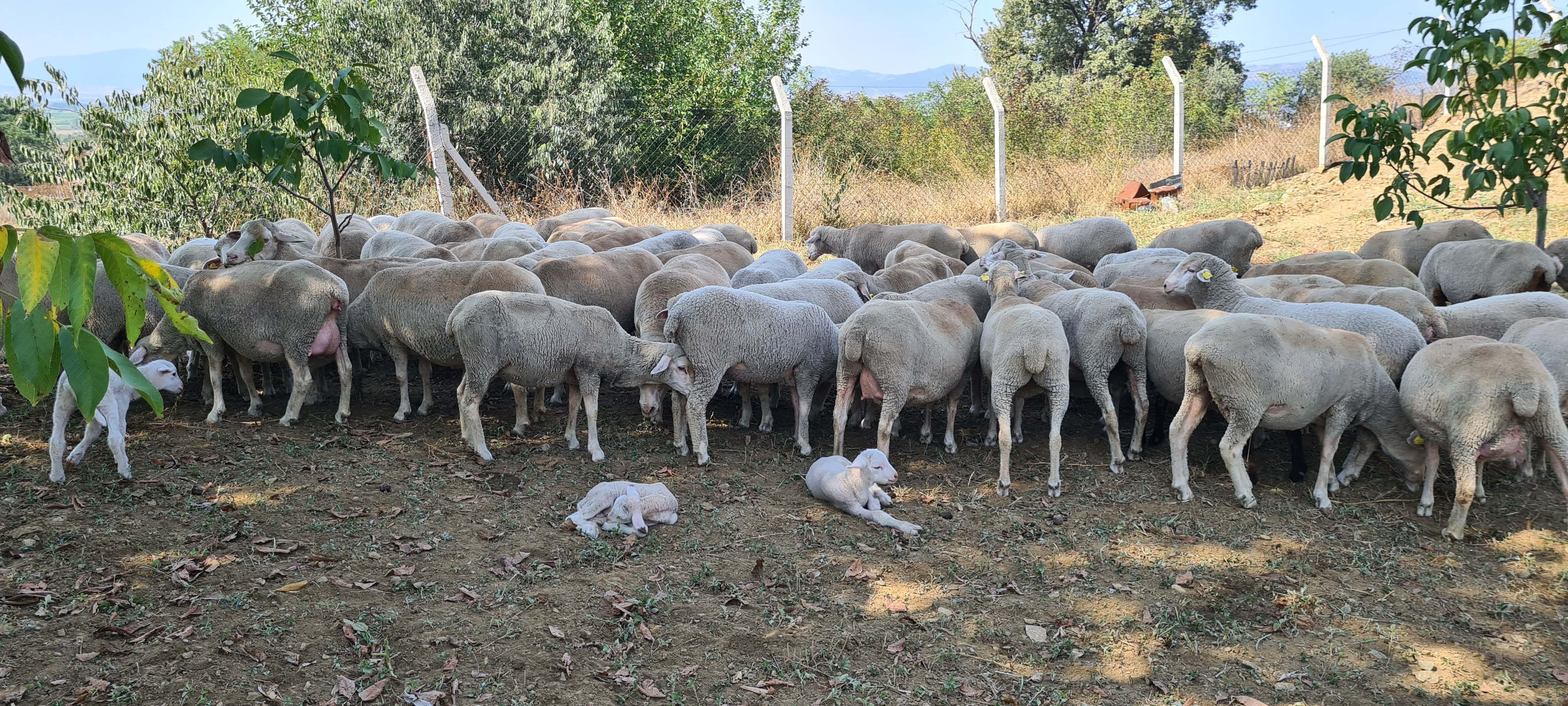KOYUN-KEÇİ  YAYLIM ALANLARI  NEDİR? NERELERDİR