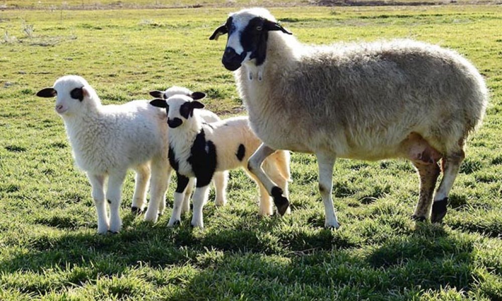 KOYUN-KEÇİ  YAYLIM ALANLARI  NEDİR? NERELERDİR