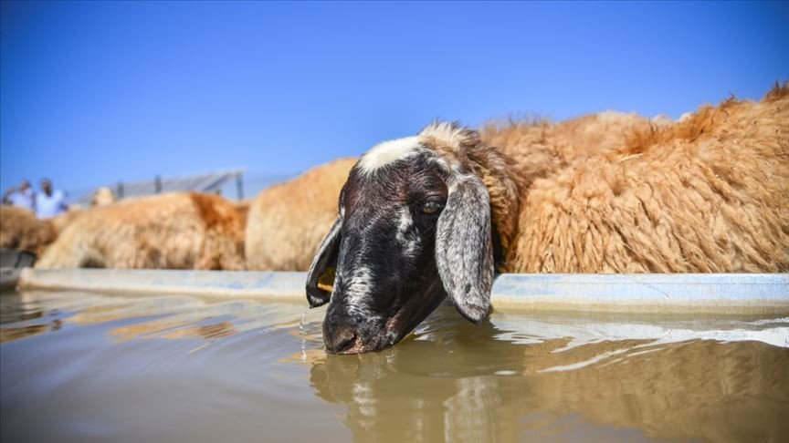 KOYUN-KEÇİ  YAYLIM ALANLARI  NEDİR? NERELERDİR